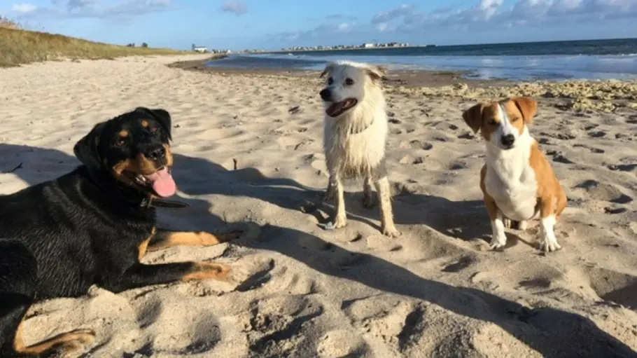 Hundestrand-Bereich am Weidefelder Strand